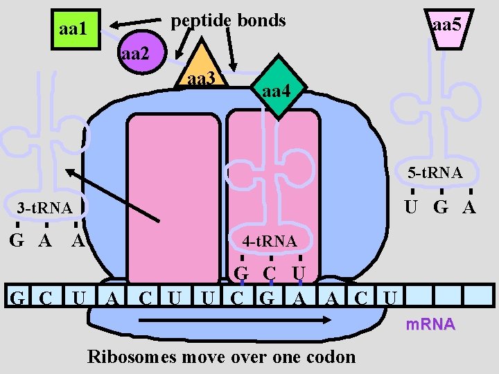 peptide bonds aa 1 aa 5 aa 2 aa 3 aa 4 5 -t.