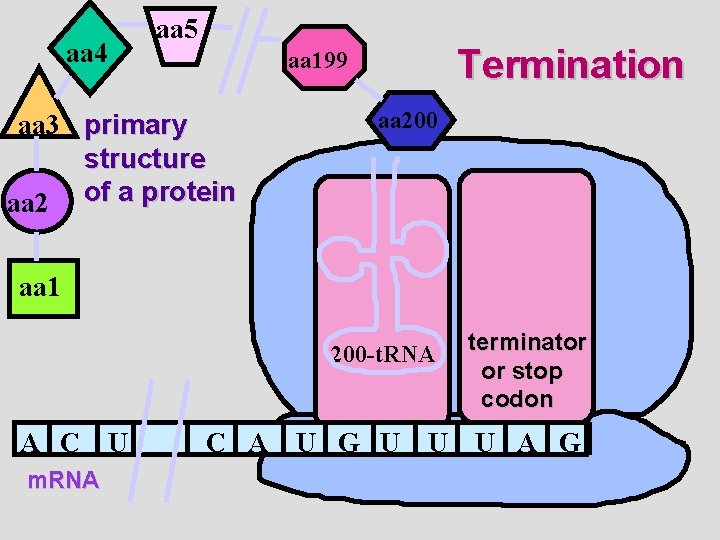 aa 4 aa 5 Termination aa 199 aa 3 primary structure aa 2 of