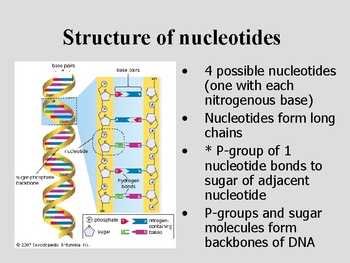Structure of nucleotides • • 4 possible nucleotides (one with each nitrogenous base) Nucleotides