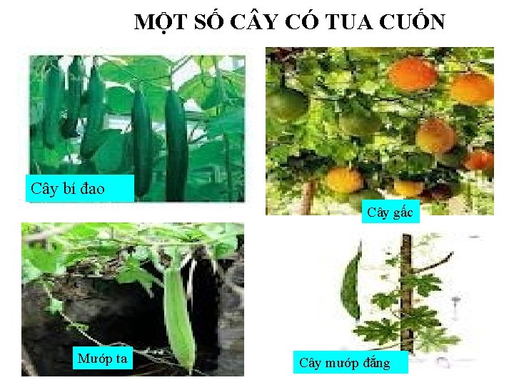 MỘT SỐ C Y CÓ TUA CUỐN Cây bí đao Cây gấc Mướp ta