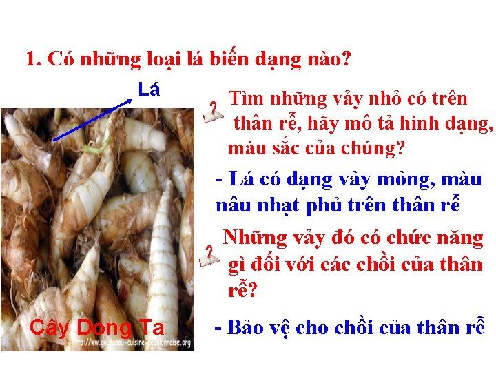 1. Có những loại lá biến dạng nào? Lá Tìm những vảy nhỏ có