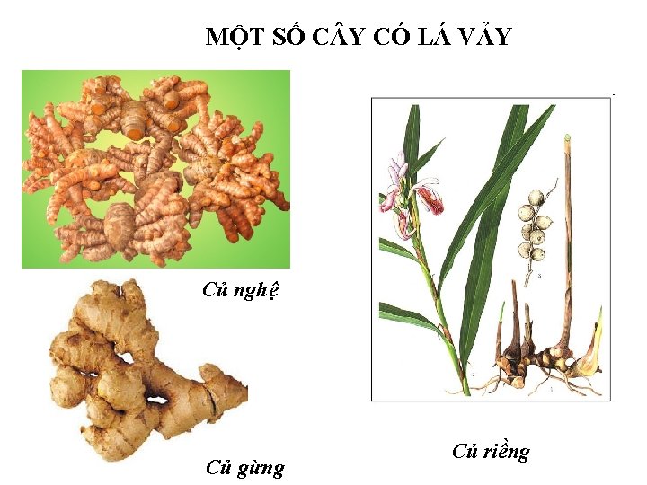 MỘT SỐ C Y CÓ LÁ VẢY Củ nghệ Củ gừng Củ riềng 