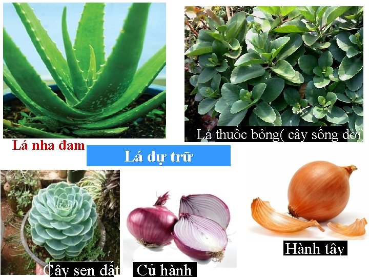 Lá nha đam Lá thuốc bỏng( cây sống đời) Lá dự trữ Hành tây