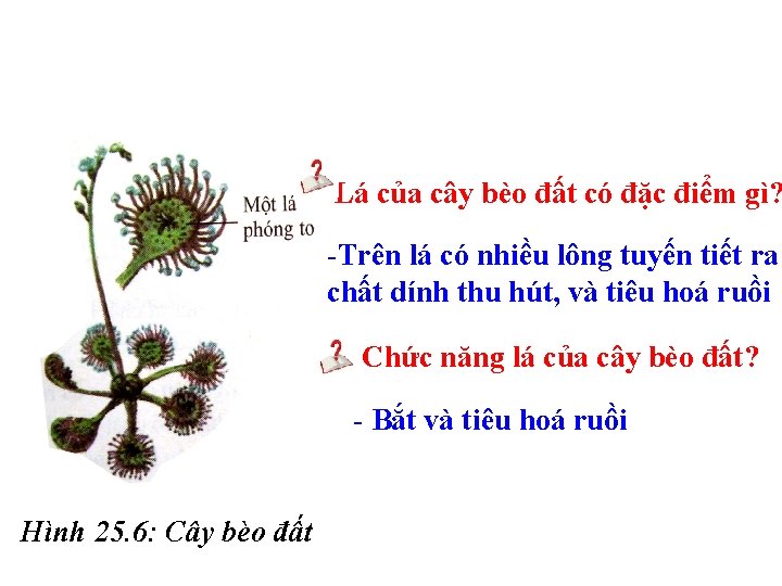 Lá của cây bèo đất có đặc điểm gì? -Trên lá có nhiều lông