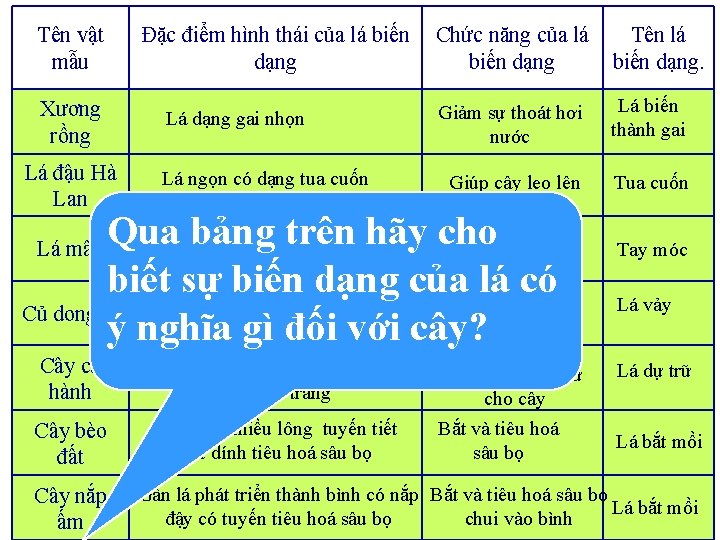 Tên vật mẫu Xương rồng Lá đậu Hà Lan Đặc điểm hình thái của