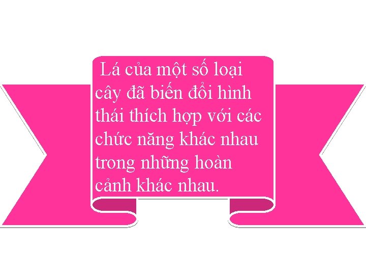 Lá của một số loại cây đã biến đổi hình thái thích hợp với