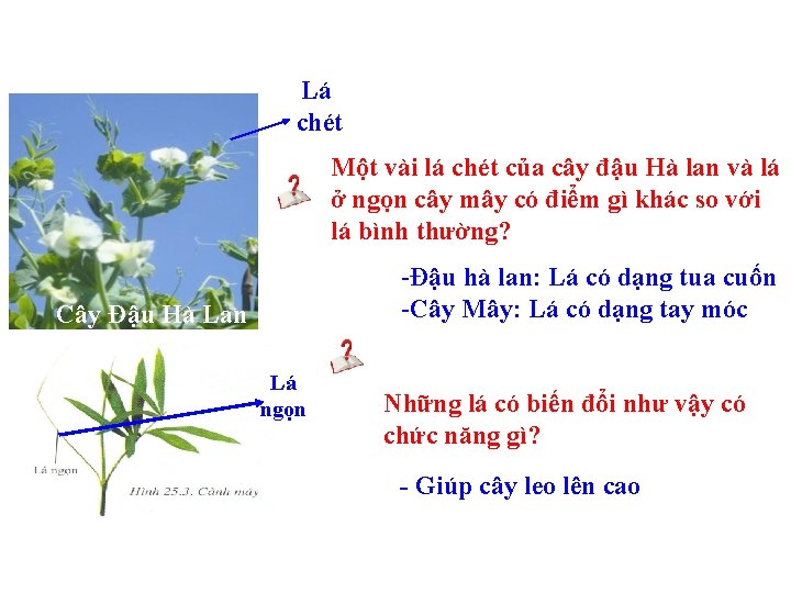 Lá chét Một vài lá chét của cây đậu Hà lan và lá ở