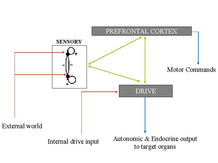 PREFRONTAL CORTEX SENSORY Motor Commands DRIVE External world Internal drive input Autonomic & Endocrine