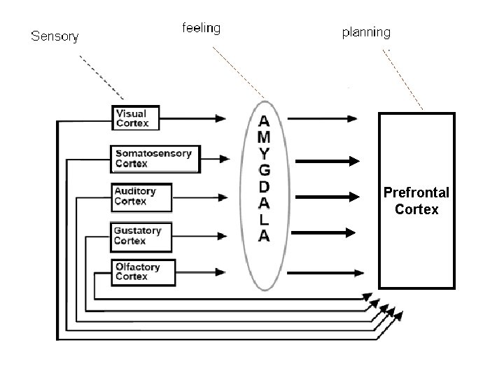 Prefrontal Cortex 