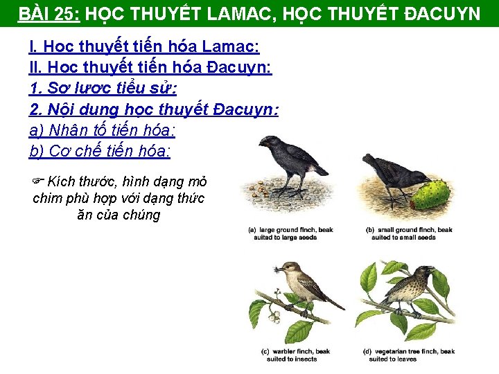 BÀI 25: HỌC THUYẾT LAMAC, HỌC THUYẾT ĐACUYN I. Học thuyết tiến hóa Lamac: