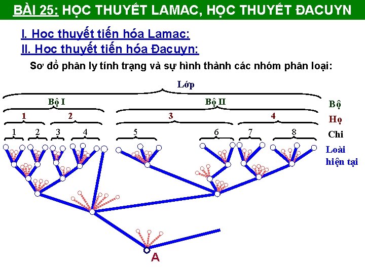 BÀI 25: HỌC THUYẾT LAMAC, HỌC THUYẾT ĐACUYN I. Học thuyết tiến hóa Lamac: