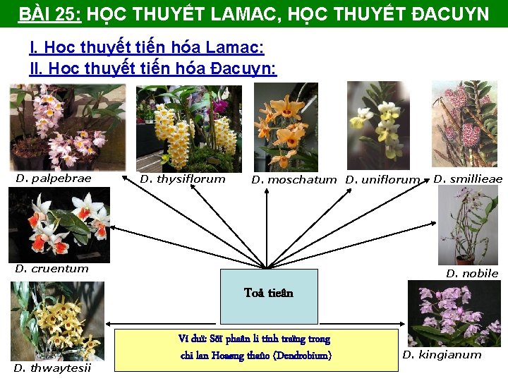 BÀI 25: HỌC THUYẾT LAMAC, HỌC THUYẾT ĐACUYN I. Học thuyết tiến hóa Lamac: