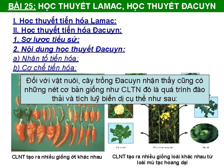 BÀI 25: HỌC THUYẾT LAMAC, HỌC THUYẾT ĐACUYN I. Học thuyết tiến hóa Lamac: