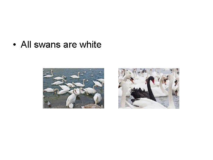  • All swans are white 