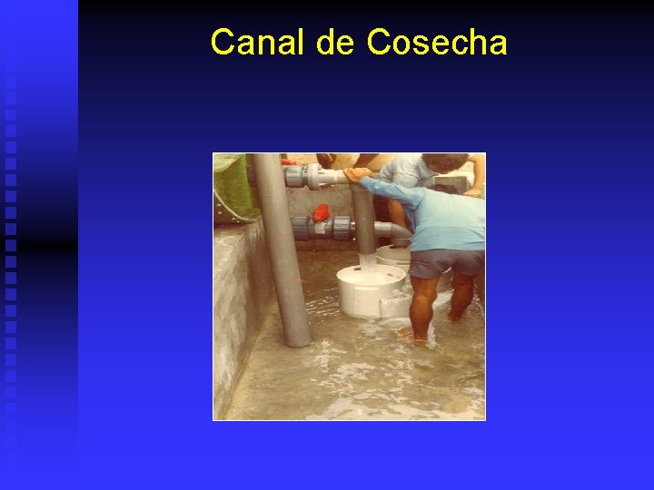 Canal de Cosecha 