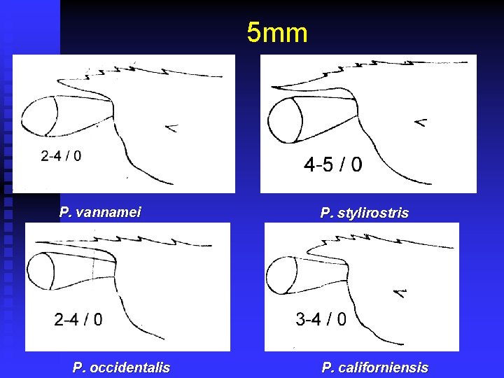 5 mm P. vannamei P. occidentalis P. stylirostris P. californiensis 