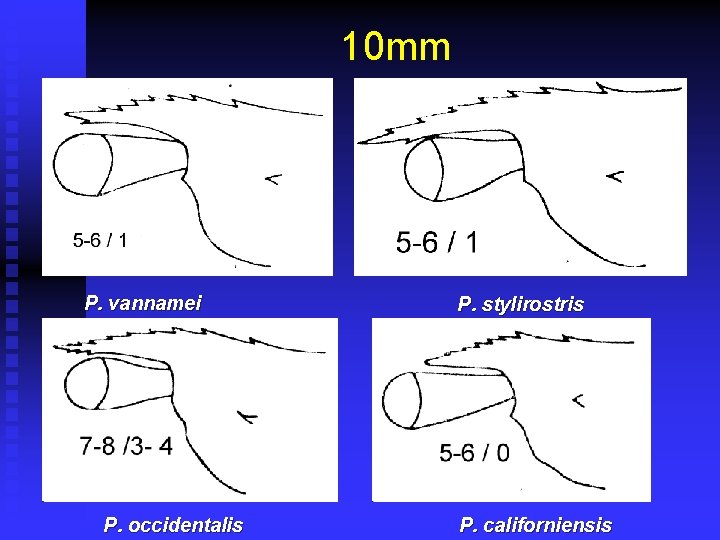 10 mm P. vannamei P. occidentalis P. stylirostris P. californiensis 