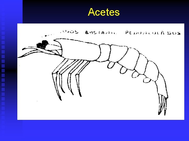 Acetes 