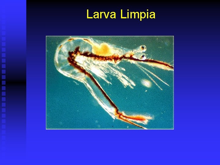 Larva Limpia 