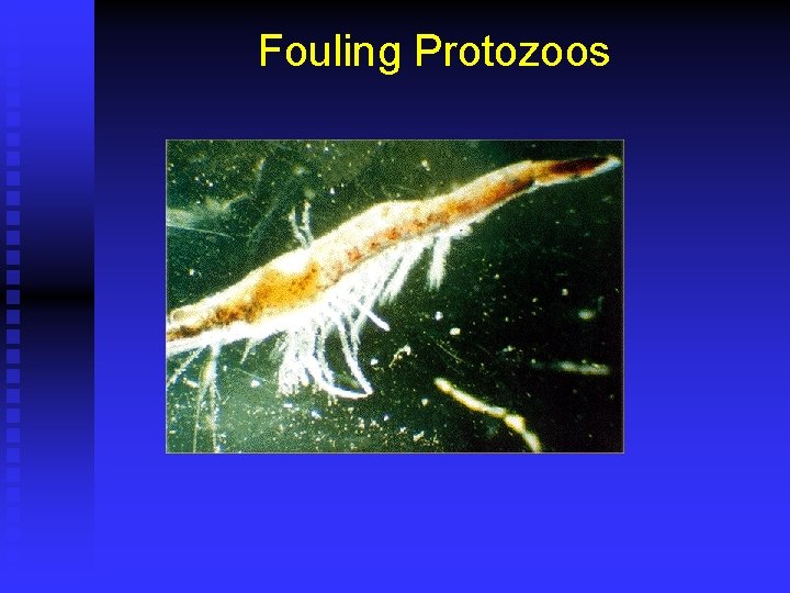 Fouling Protozoos 