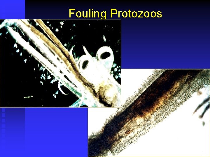 Fouling Protozoos 