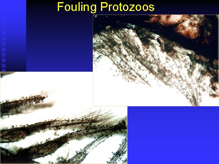 Fouling Protozoos 