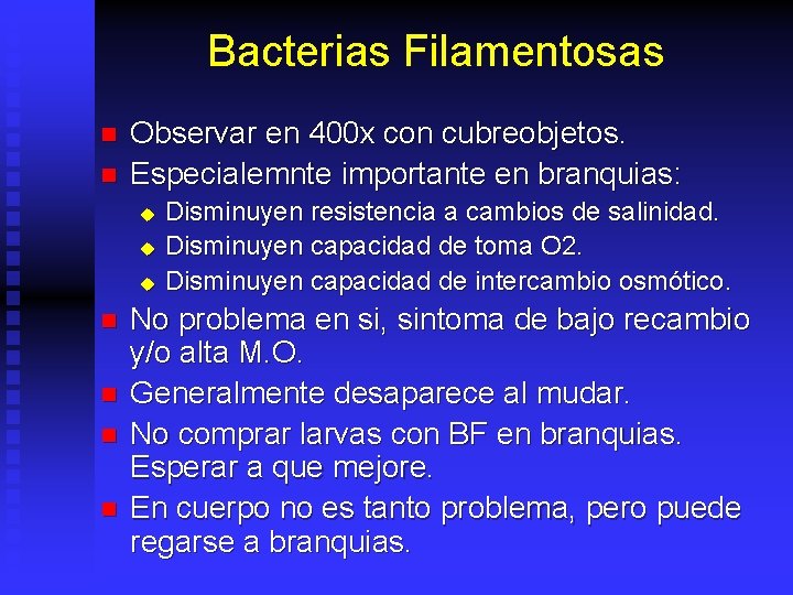 Bacterias Filamentosas n n Observar en 400 x con cubreobjetos. Especialemnte importante en branquias: