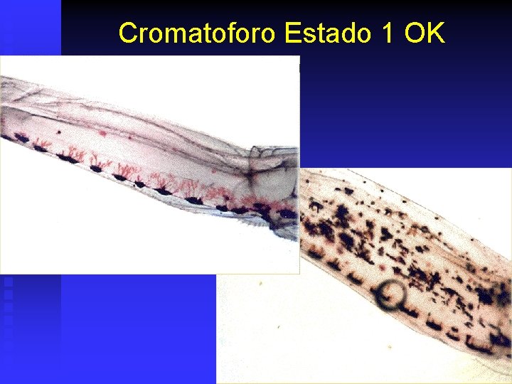 Cromatoforo Estado 1 OK 