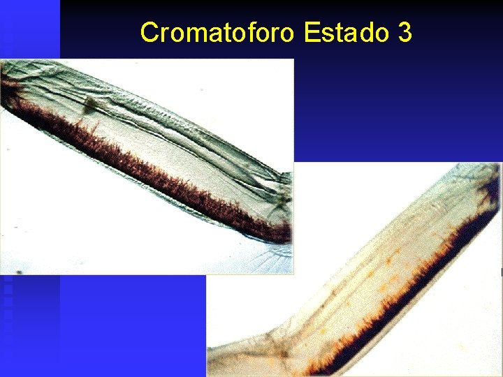 Cromatoforo Estado 3 