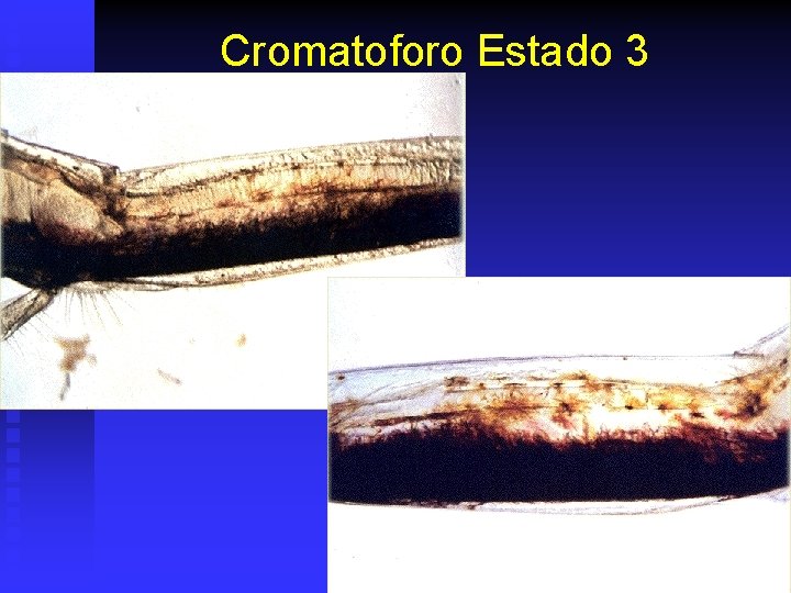 Cromatoforo Estado 3 