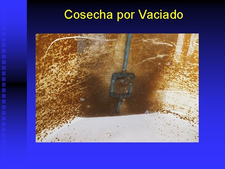 Cosecha por Vaciado 