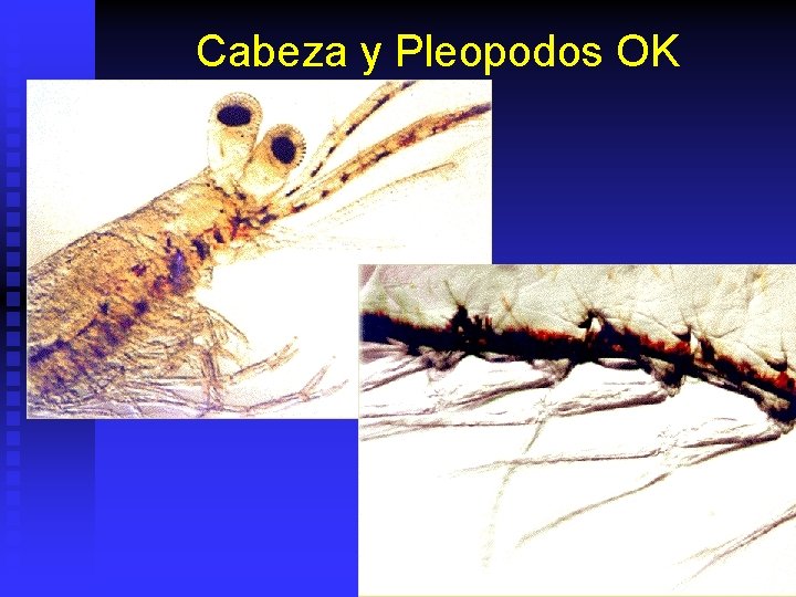 Cabeza y Pleopodos OK 