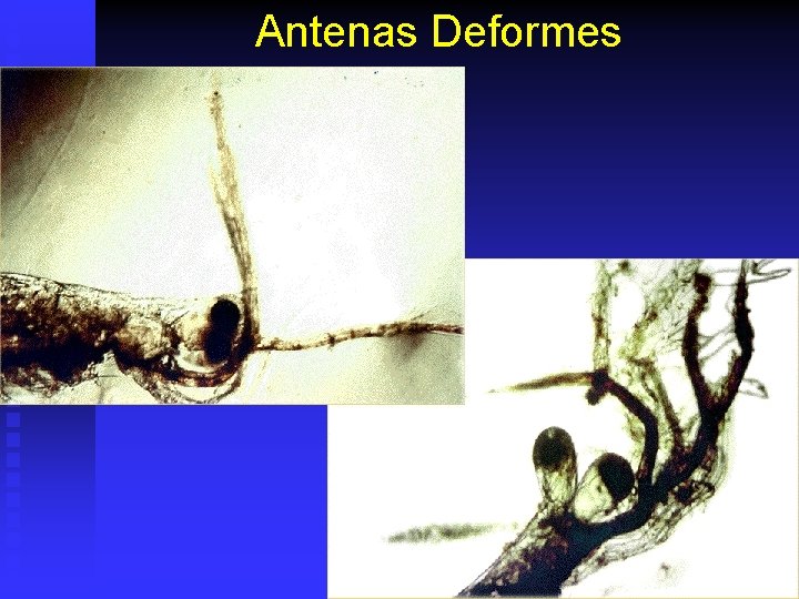 Antenas Deformes 