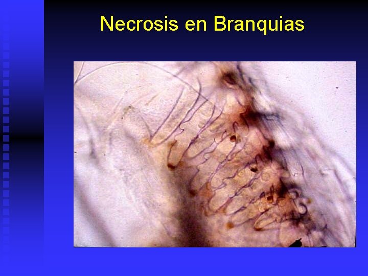 Necrosis en Branquias 