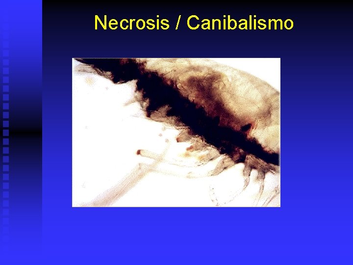 Necrosis / Canibalismo 