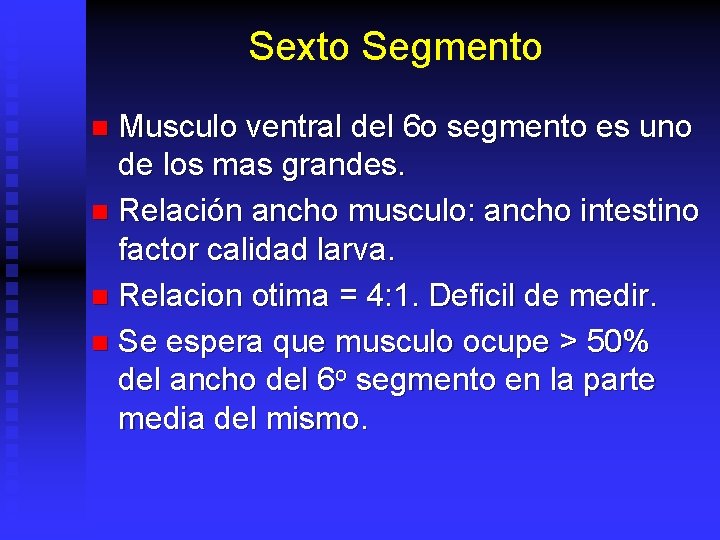 Sexto Segmento Musculo ventral del 6 o segmento es uno de los mas grandes.