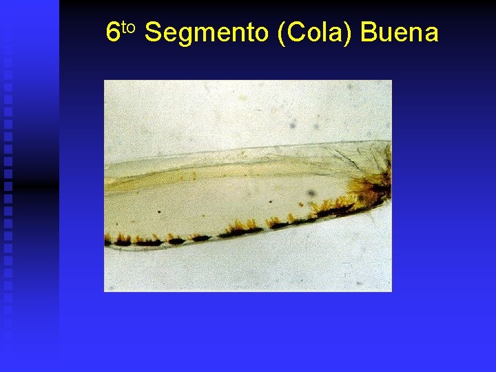 6 to Segmento (Cola) Buena 