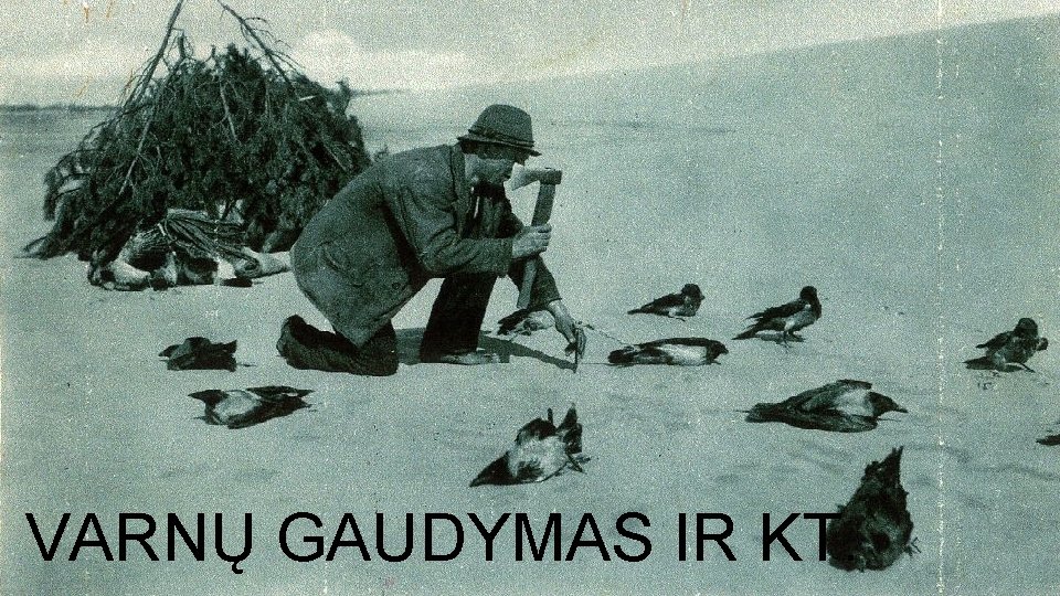 VARNŲ GAUDYMAS IR KT. 