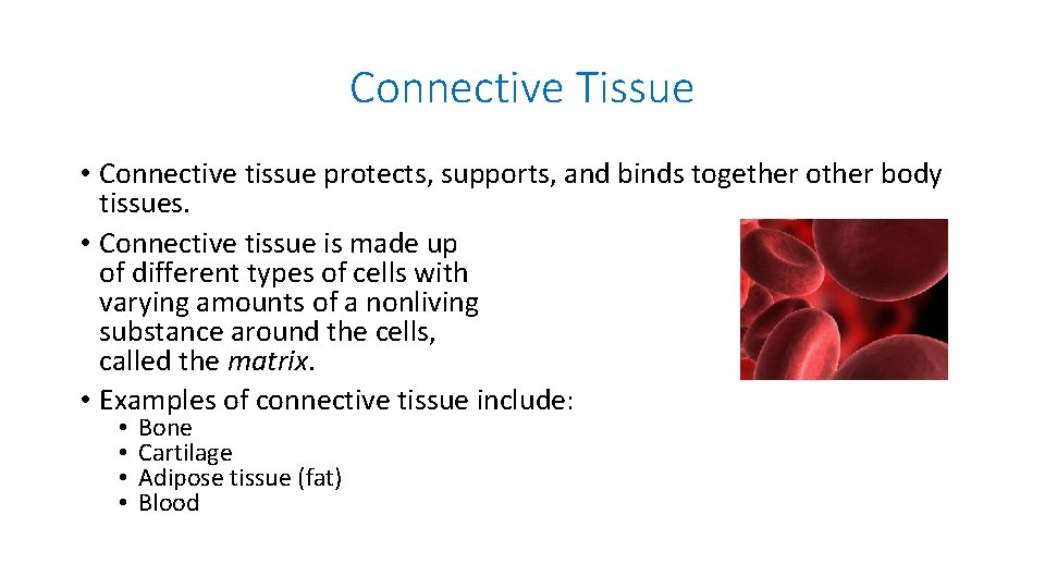 Connective Tissue • Connective tissue protects, supports, and binds together other body tissues. •