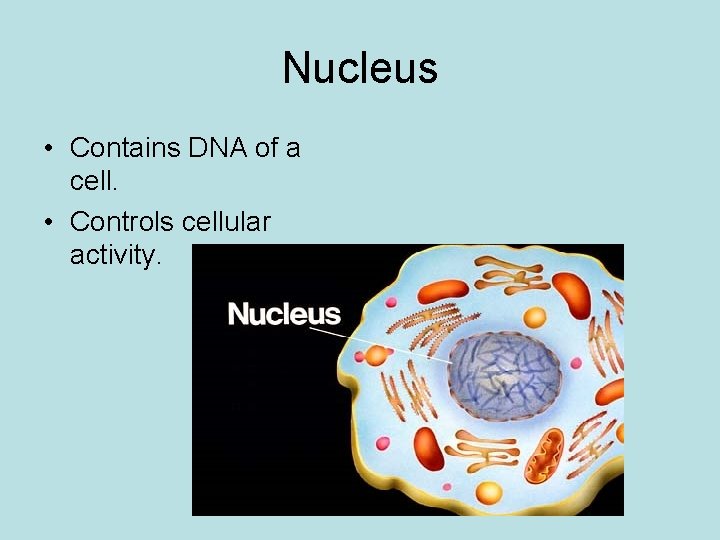 Nucleus • Contains DNA of a cell. • Controls cellular activity. 
