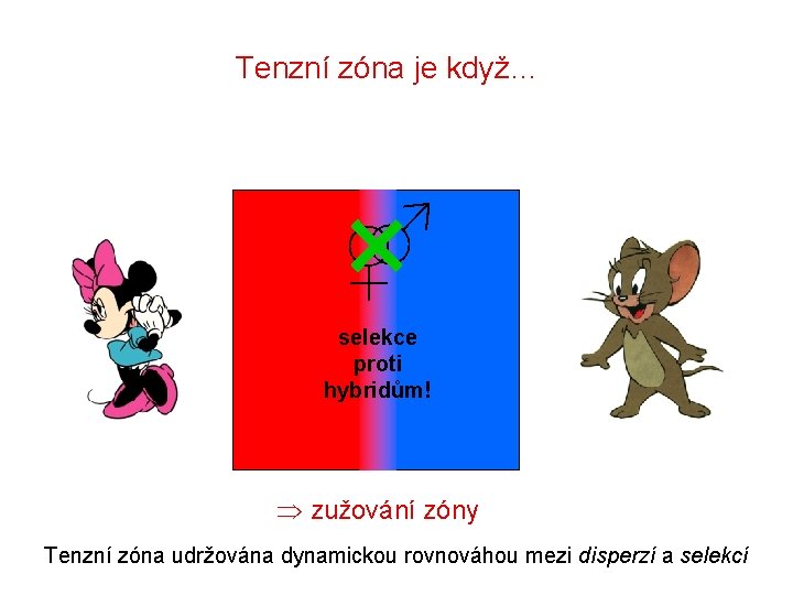 Tenzní zóna je když… ♂ ♀ selekce proti hybridům! zužování zóny Tenzní zóna udržována