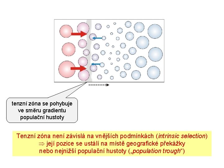 tenzní zóna se pohybuje ve směru gradientu populační hustoty Tenzní zóna není závislá na