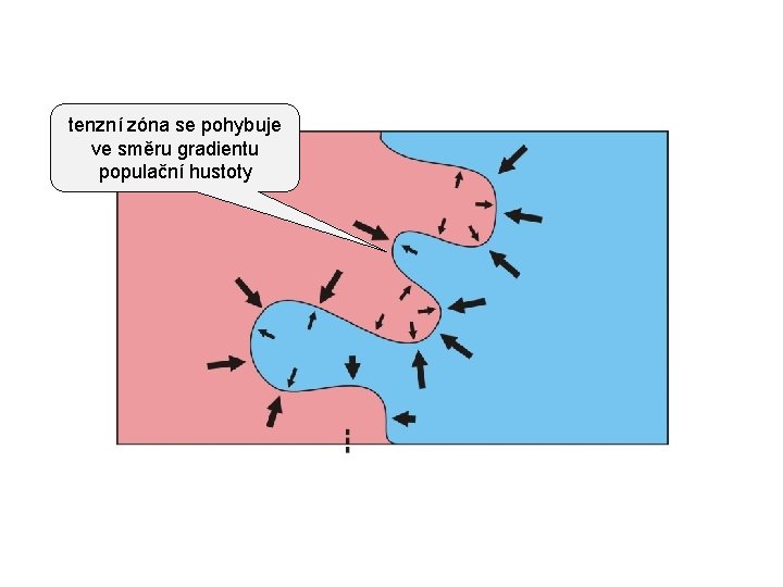 tenzní zóna se pohybuje ve směru gradientu populační hustoty 