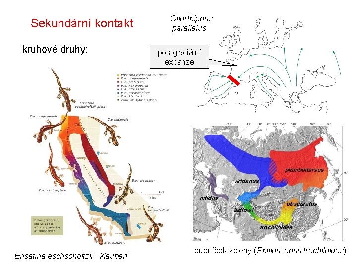 Sekundární kontakt kruhové druhy: Ensatina eschscholtzii - klauberi Chorthippus parallelus postglaciální expanze budníček zelený