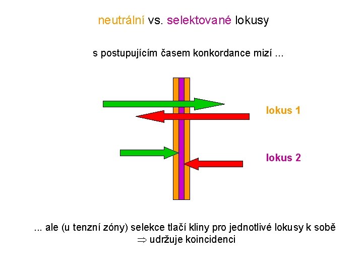 neutrální vs. selektované lokusy s postupujícím časem konkordance mizí. . . lokus 1 lokus