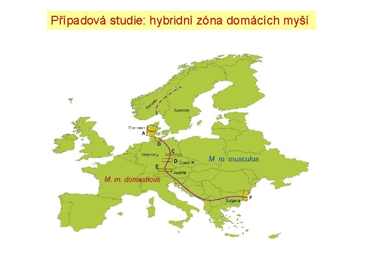 Případová studie: hybridní zóna domácích myší 