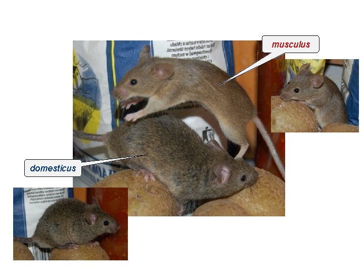 musculus domesticus 