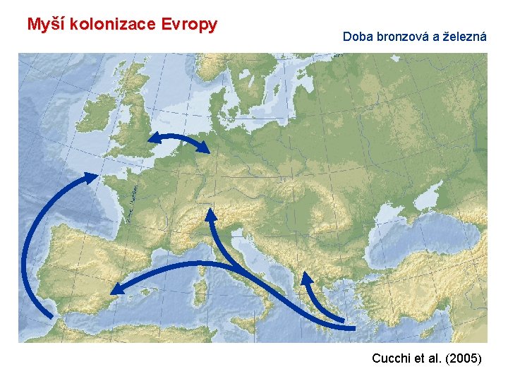 Myší kolonizace Evropy Doba bronzová a železná Cucchi et al. (2005) 