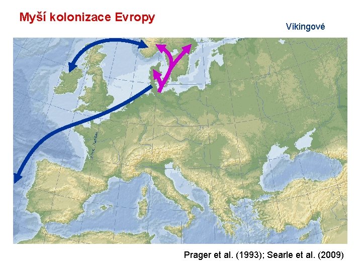 Myší kolonizace Evropy Vikingové Prager et al. (1993); Searle et al. (2009) 