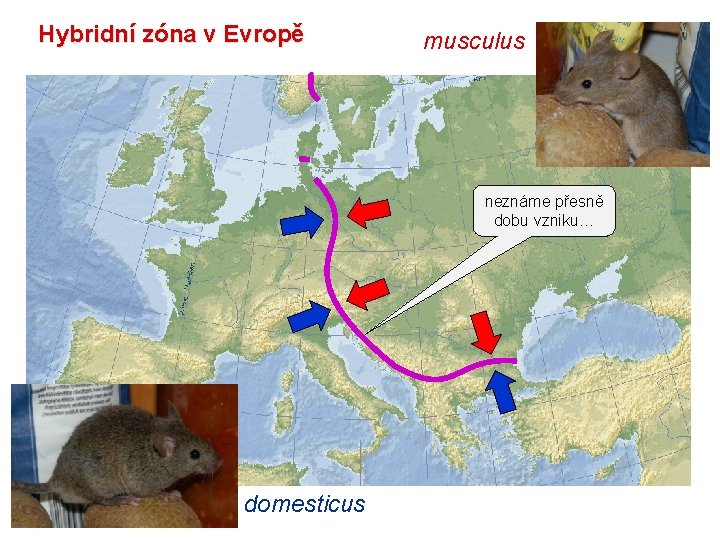 Hybridní zóna v Evropě musculus neznáme přesně dobu vzniku… domesticus 